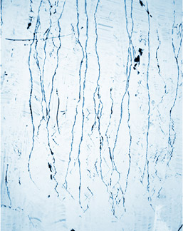 Cyanotype sur papier coton - Formation avec Sandrine Marc